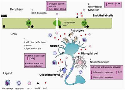 Th17 and Cognitive Impairment: Possible Mechanisms of Action